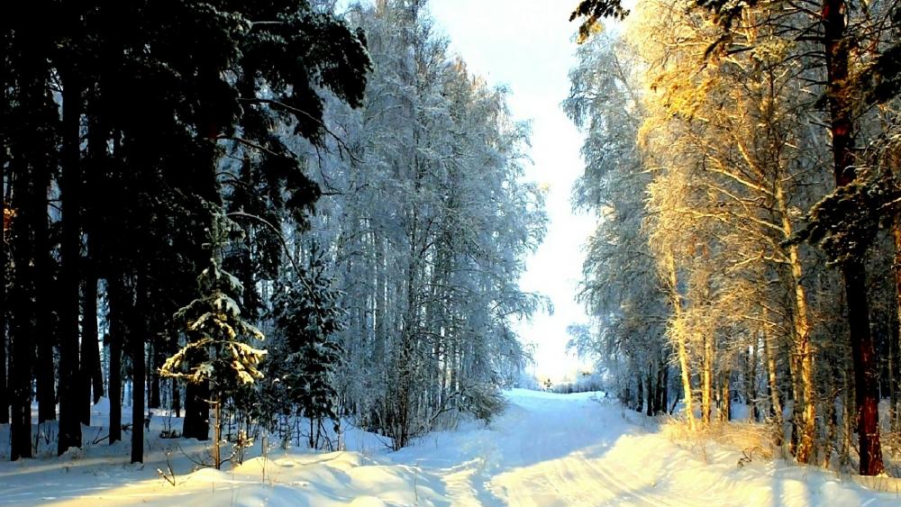 Snowy winter path in the forest ❄️ wallpaper