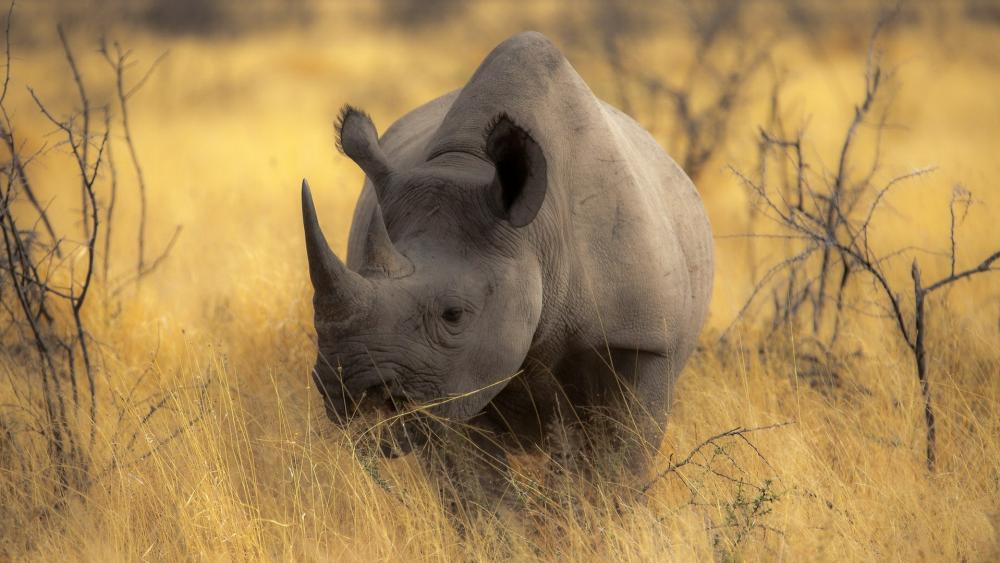 Rhinoceros - Safari in Botswana wallpaper