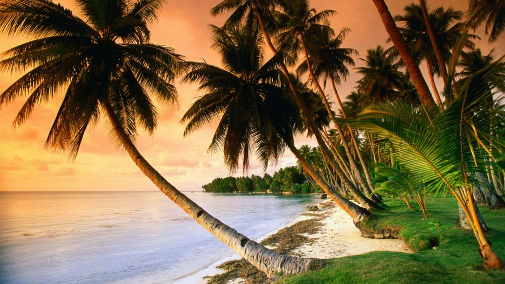 Caribbean Island palm trees wallpaper