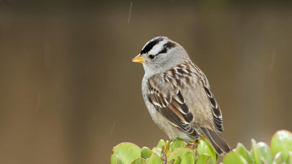 Cute sparrow bird in the rain - nature photography wallpaper
