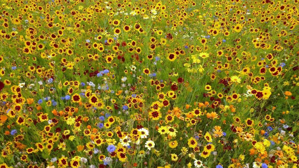 Wildflowers in the field wallpaper