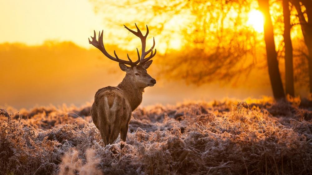 Stag in the morning frost wallpaper