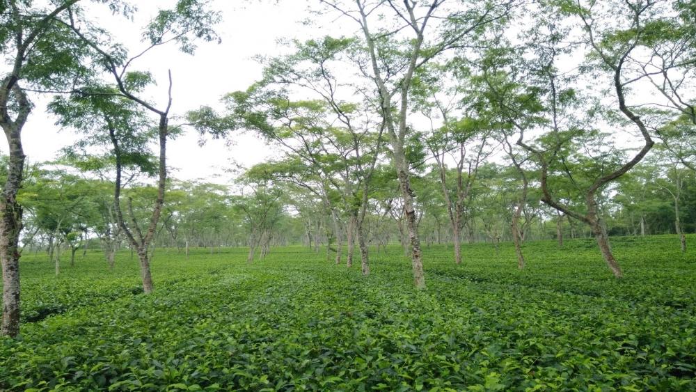 Serene Greenery in a Lush Landscape wallpaper
