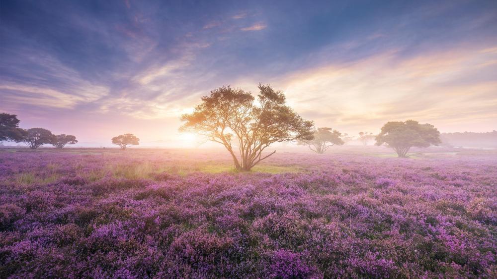Morning sunlight over the lavender field ☀️ wallpaper