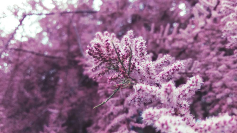 Blooming purple bushes wallpaper