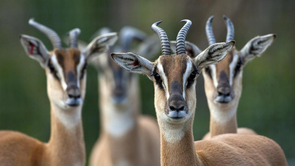 Springbok antelopes wallpaper