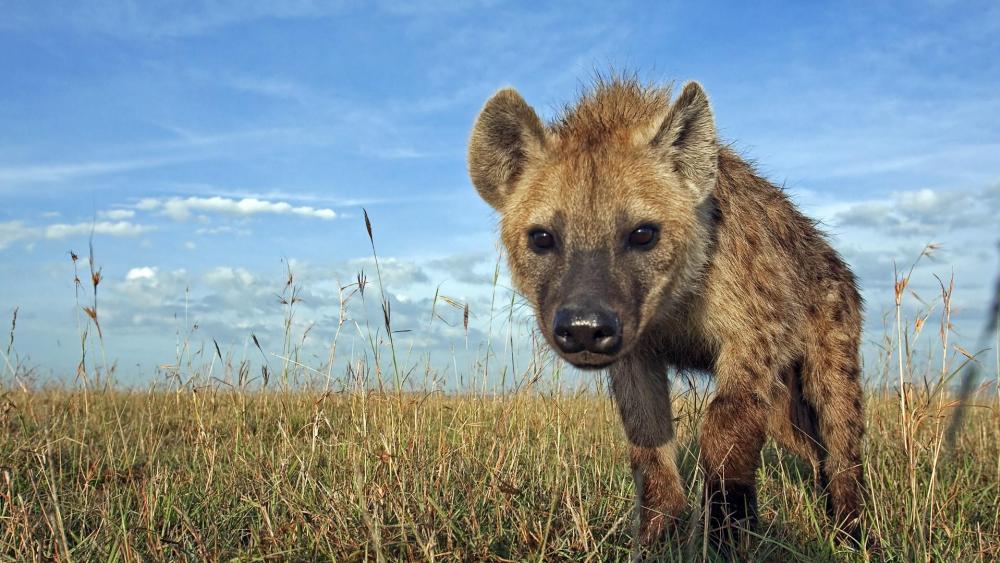 Hyena walking in the grass wallpaper