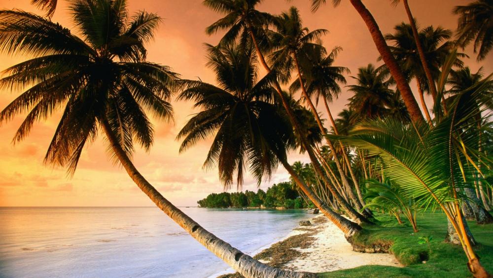 Exotic beach with palm trees in the sunset wallpaper