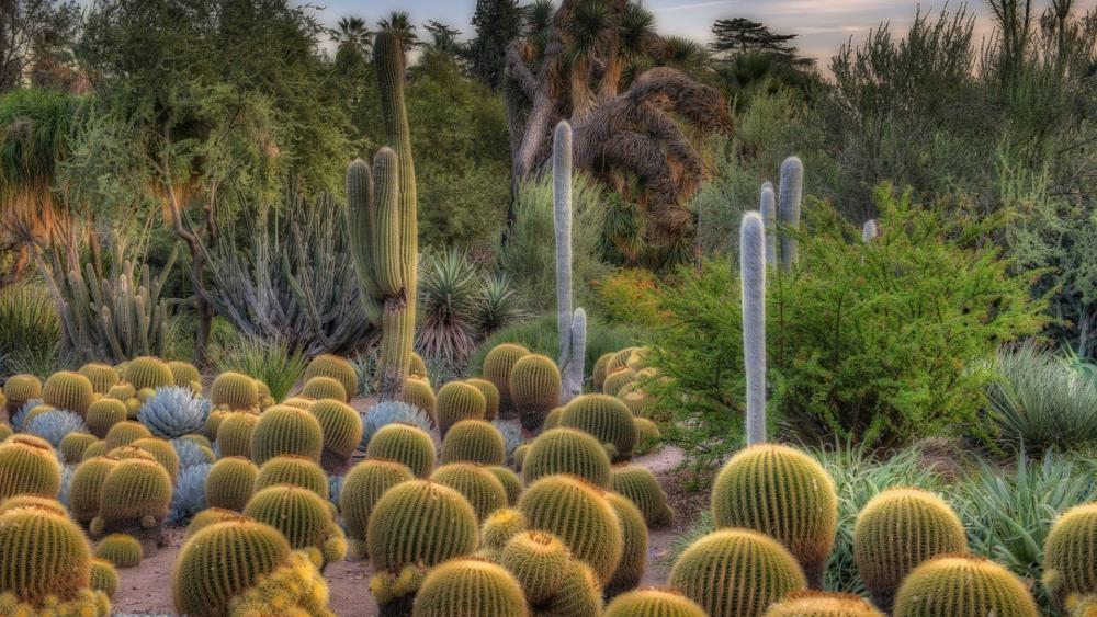 Cacti garden wallpaper