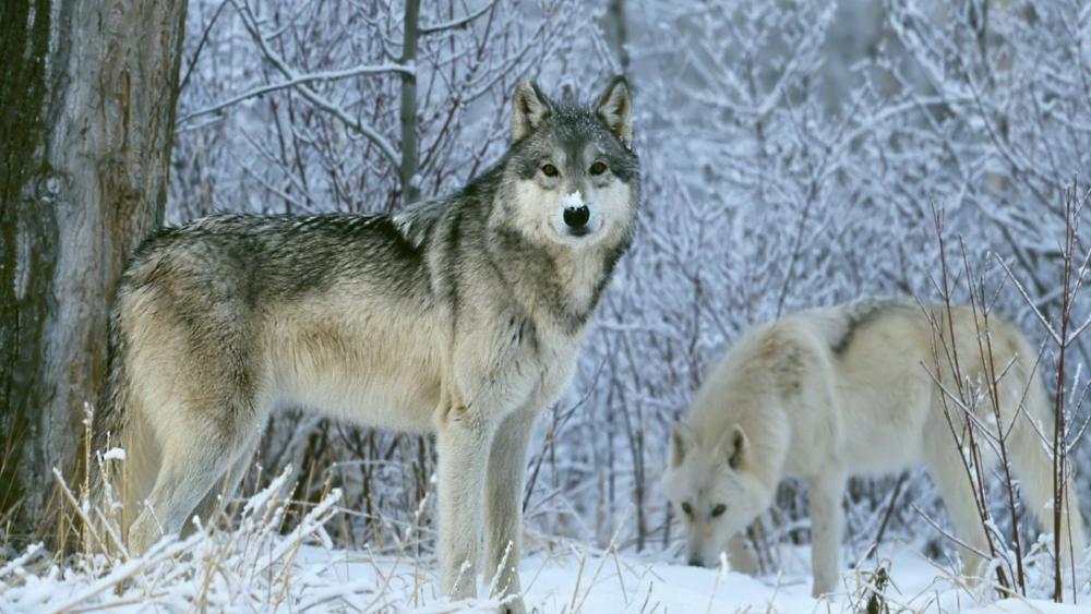 Wolf in the snowy wilderness ❄️ wallpaper