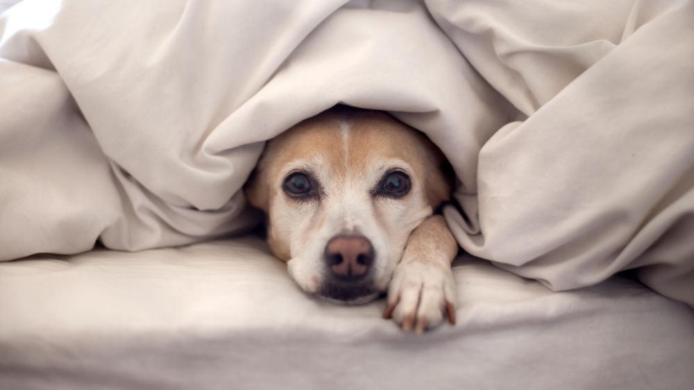 Cute dog hidden in the bedding wallpaper