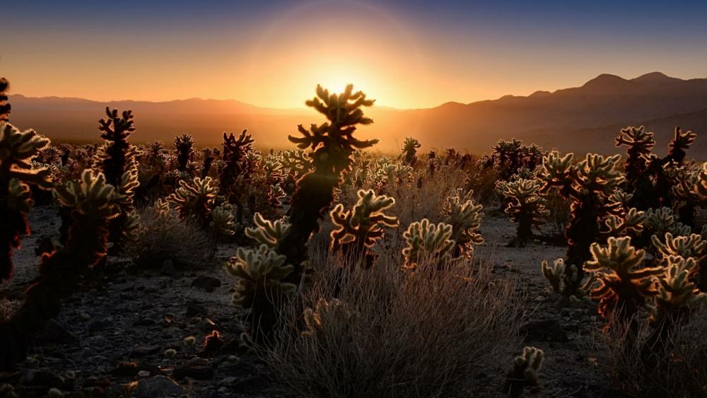 Cholla Cactus Garden at sunrise - Joshua Tree National Park, California wallpaper