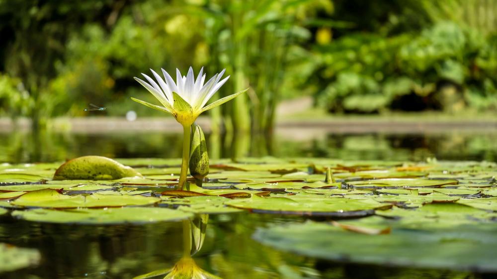 Water lily blooming in the pond wallpaper