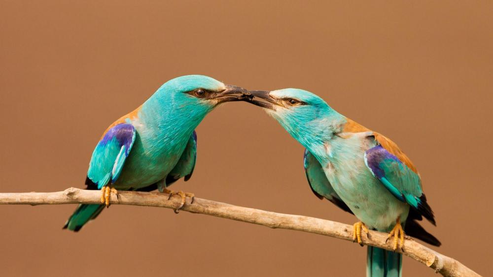 Turquoise bird couple wallpaper