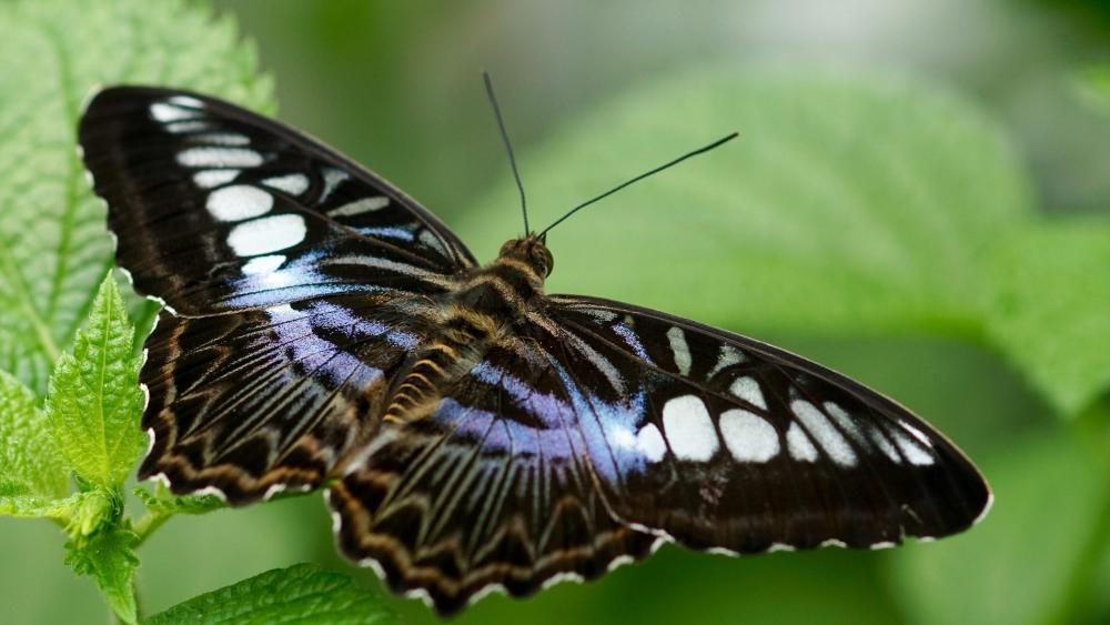 Butterfly - Macro photography wallpaper