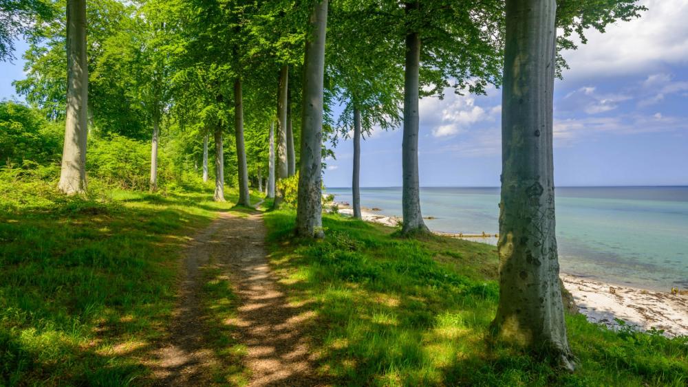 Path among the trees by the sea wallpaper