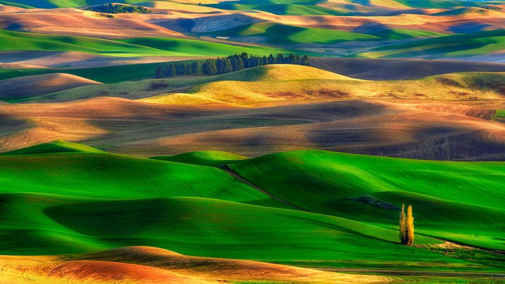 Colorful rolling hills in Palouse, Washington wallpaper
