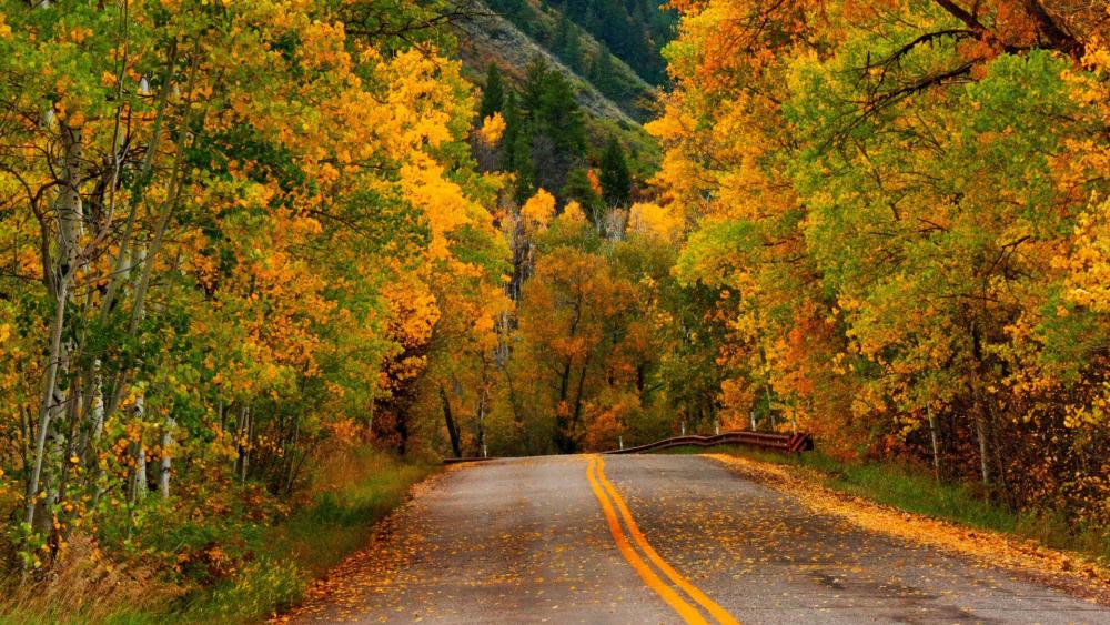 Golden autumn leaves along the road wallpaper
