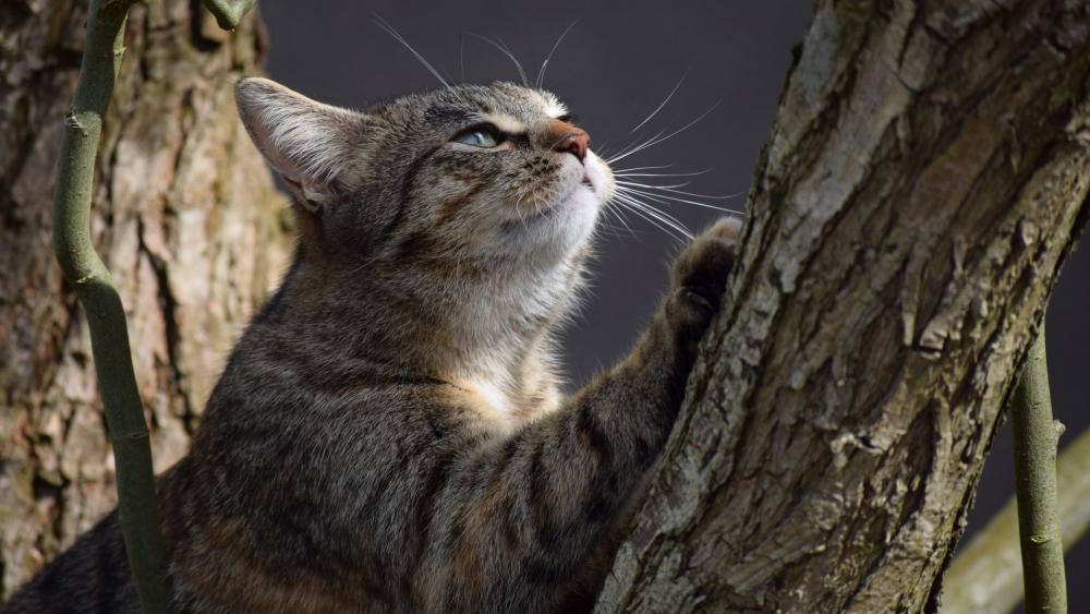 Cat on the tree wallpaper
