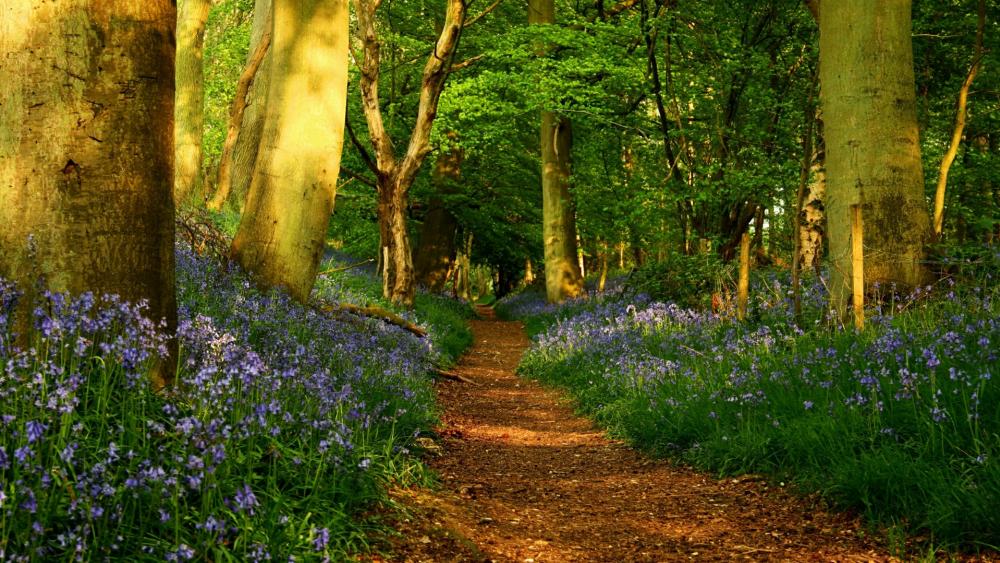 Spring forest path with wildflowers wallpaper