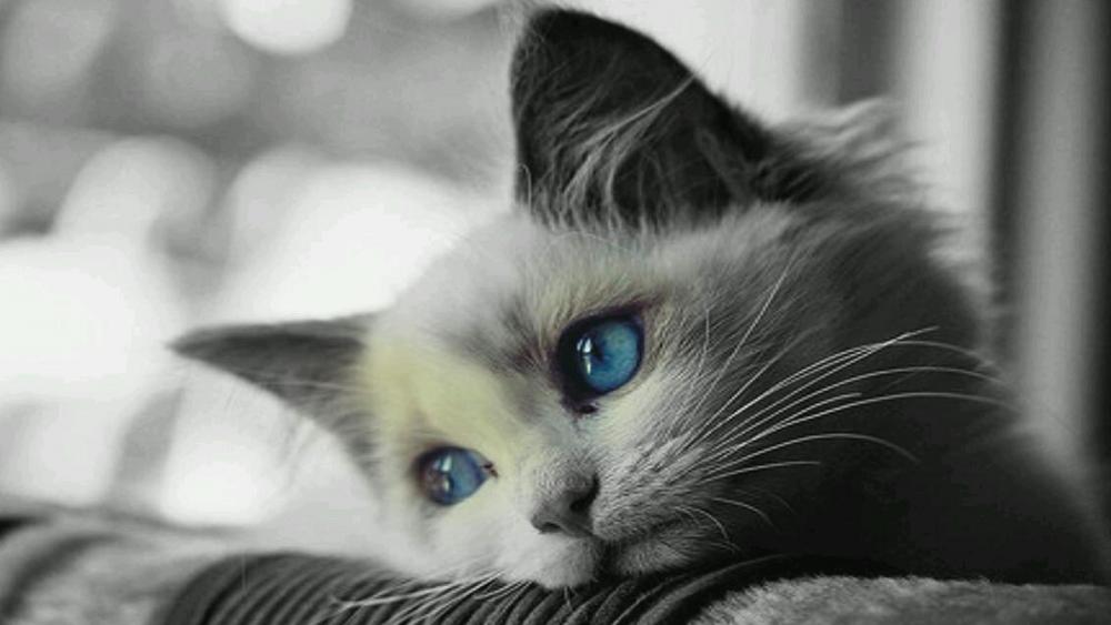 White cat with blue eyes wallpaper