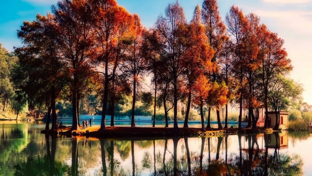 Autumn tree reflection wallpaper