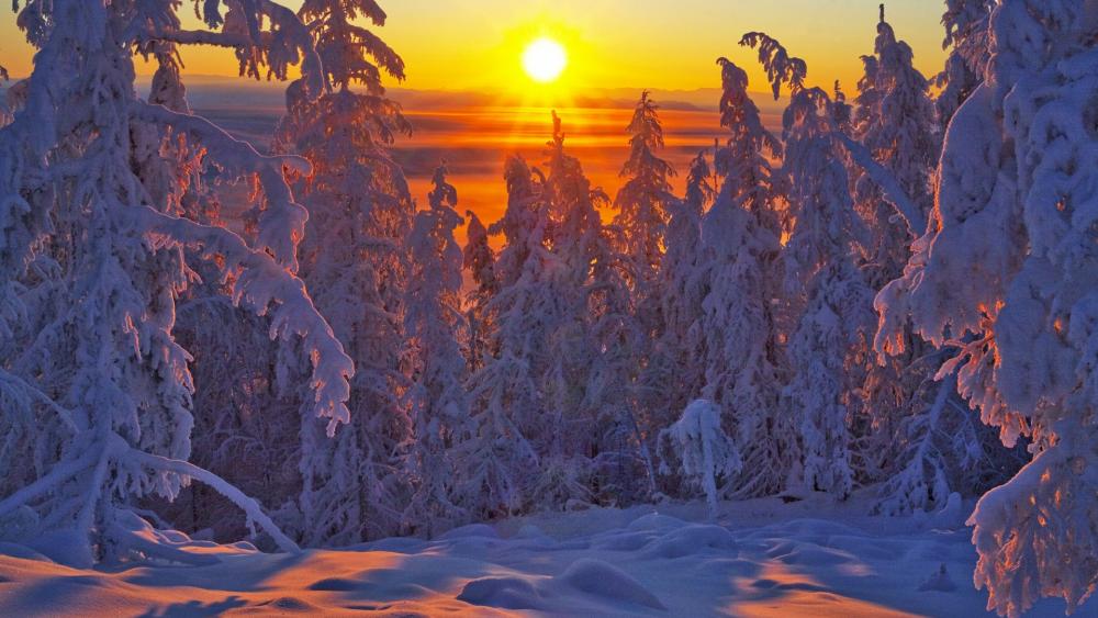 Snowy pine forest in the sunrise - Yakutsk, Russia wallpaper