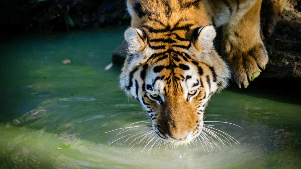 Drinking tiger wallpaper