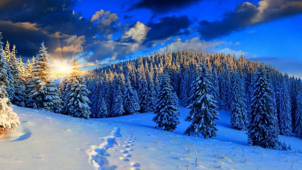 Snowy pine forest in the morning sunlight ❄️☀️ wallpaper