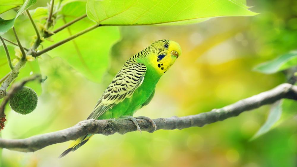 Green parakeet wallpaper