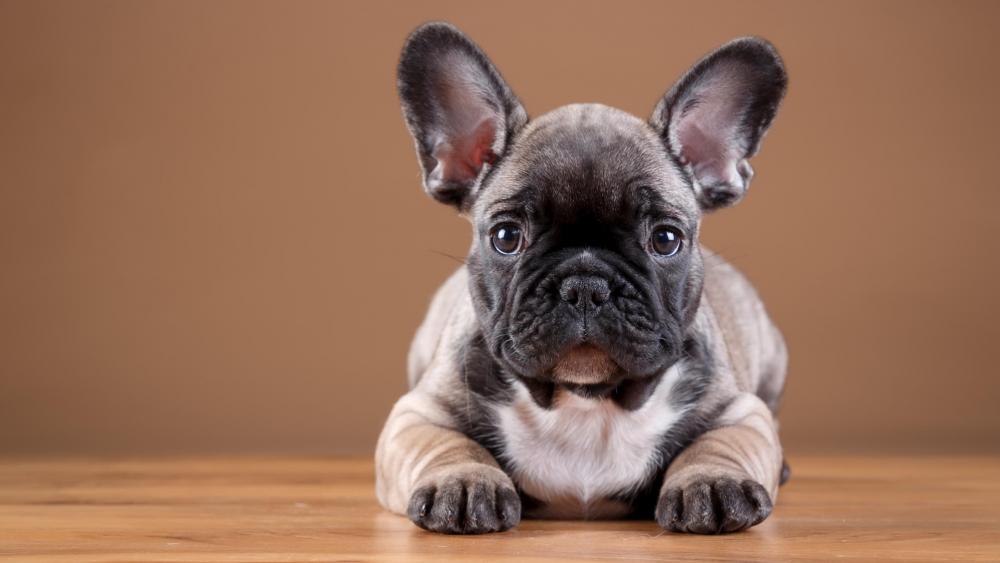 French Bulldog puppy on the floor wallpaper