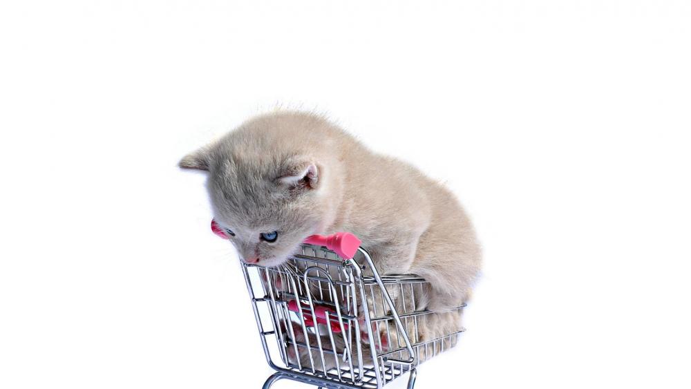 Cute kitten in a small shopping cart wallpaper
