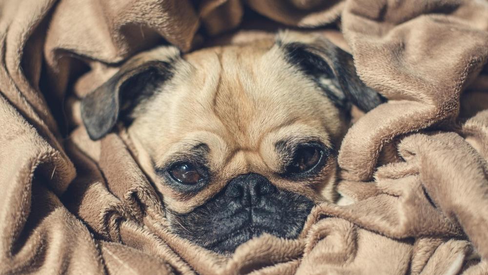 Cute pug dog in a blanket wallpaper