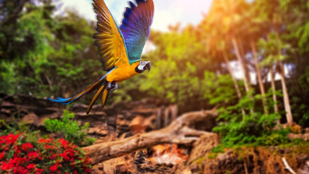Parrot flying wallpaper