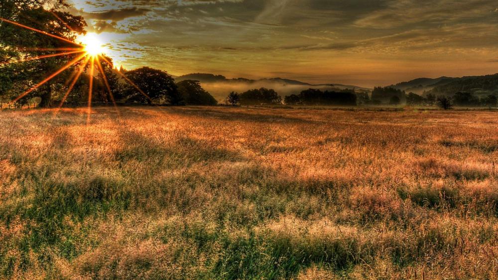 Sun rays over the field wallpaper