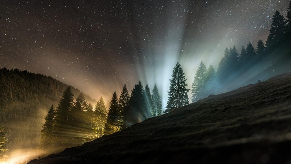 Rays of light through the night forest wallpaper