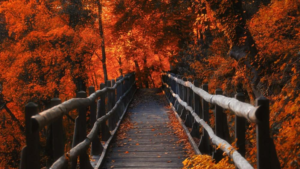 Wooden bridge among the autumn trees wallpaper