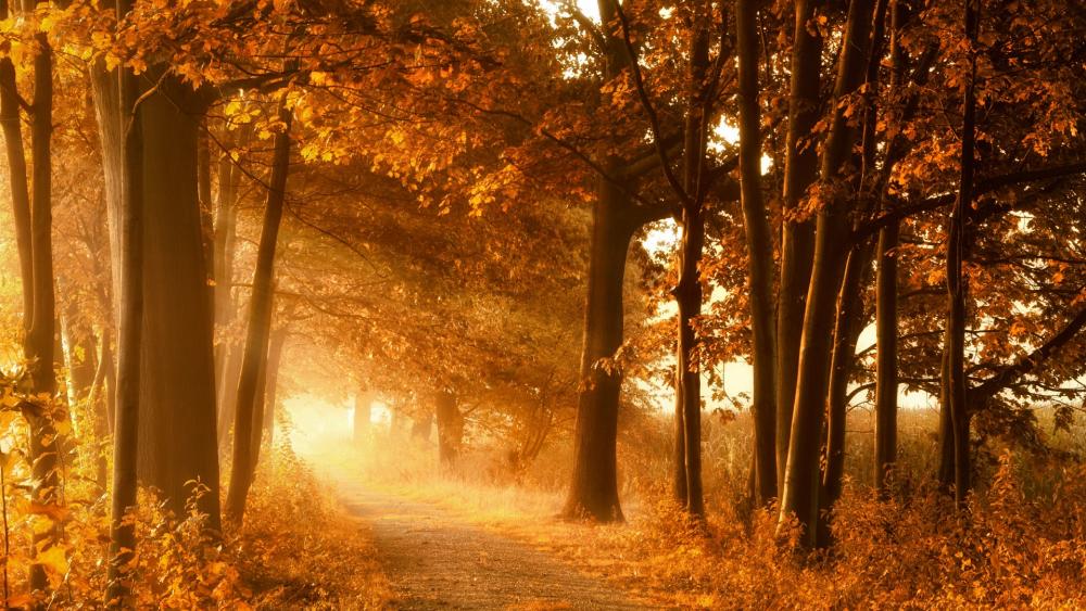 Path in the autumn sunlight wallpaper