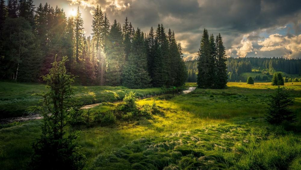 Sunlight in the forest field with a brook wallpaper