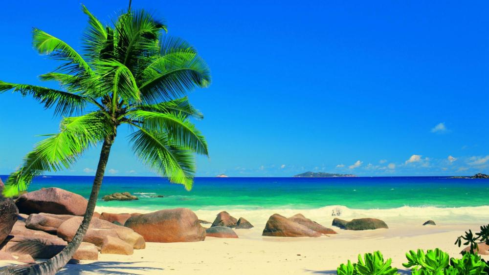 Seychelles - Exotic beach with palm tree wallpaper
