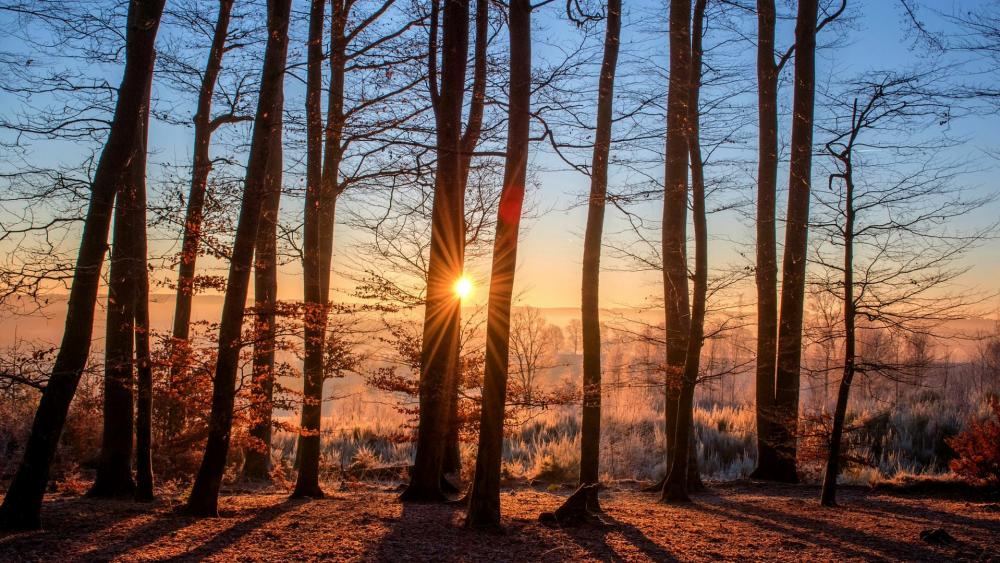 Sunrays through the trees wallpaper