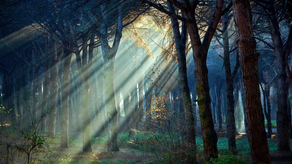 Sunbeams in the forest wallpaper