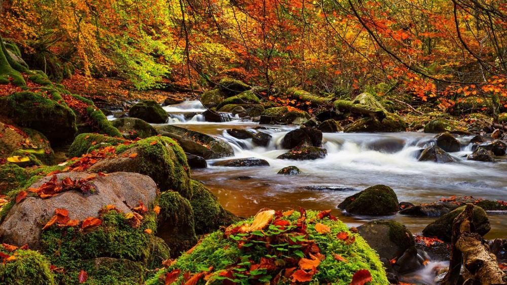 Stream in the colorful autumn forest wallpaper