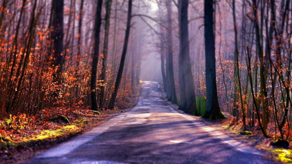 Autumn forest road  ️ wallpaper