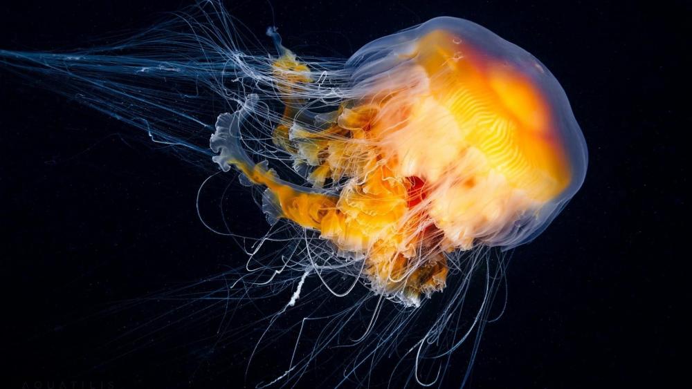 Jellyfish - Underwater photography wallpaper