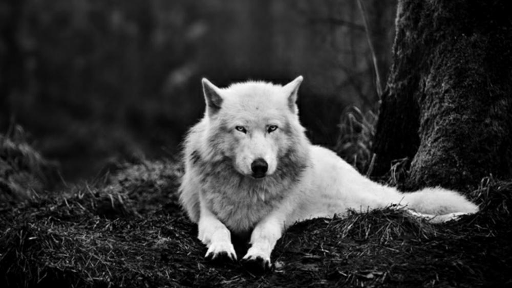Alaskan tundra wolf (canis lupus tundrarum) - Monochrome photography wallpaper