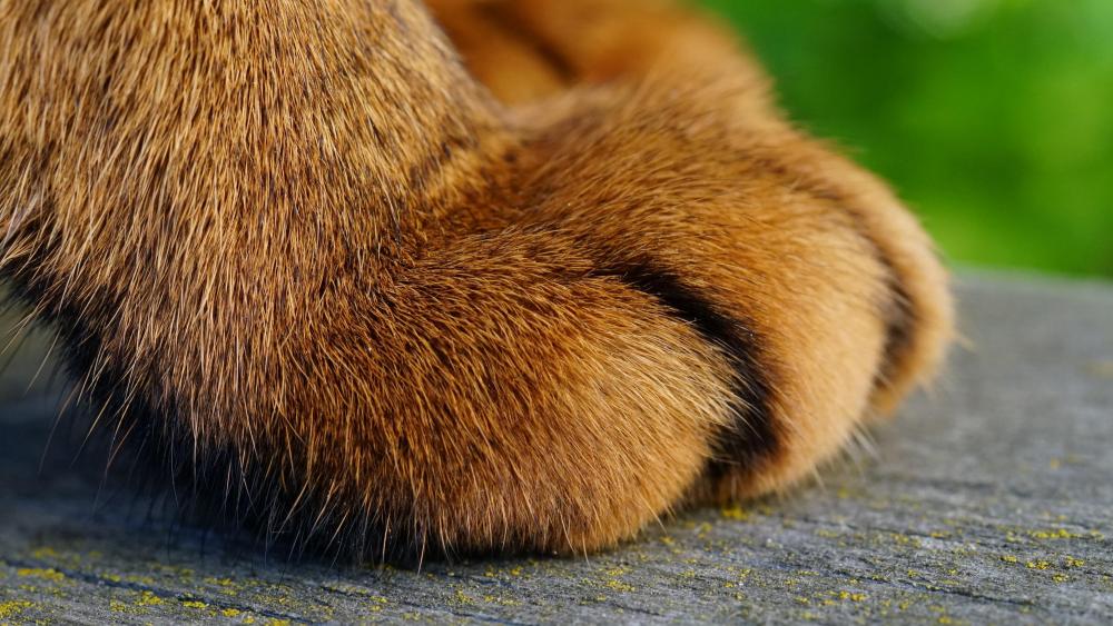 Cute furry paw close up photo wallpaper