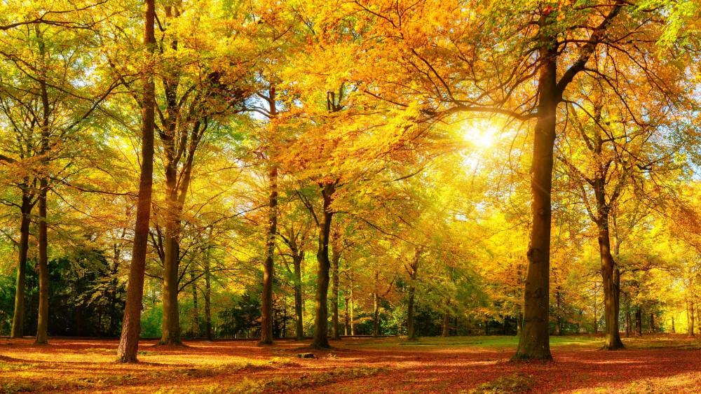 Autumn sunshine in the forest wallpaper