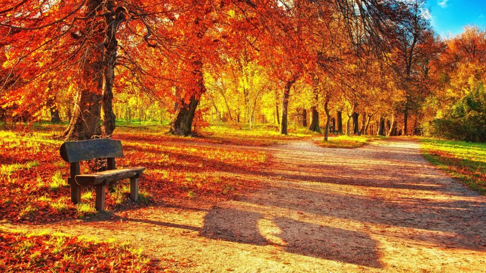 Autumn forest with a bench wallpaper
