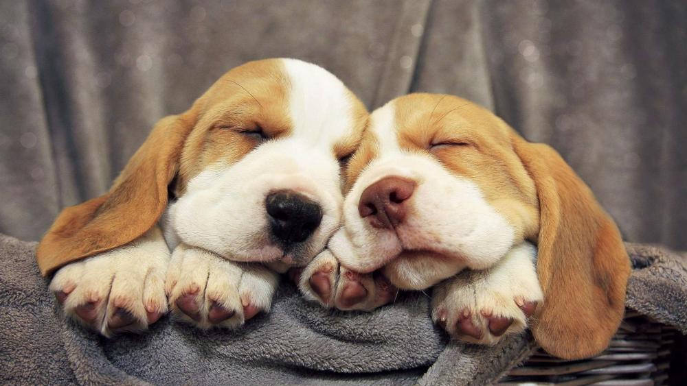 Cute Beagles sleeping wallpaper